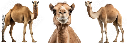Collection of three dromedary camels (portrait, standing), animal bundle isolated on a white background as transparent PNG photo