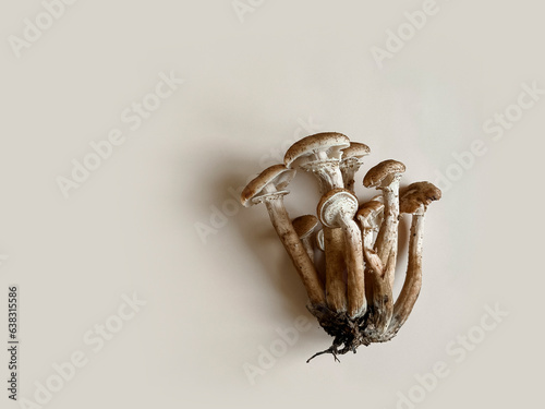Fototapeta Naklejka Na Ścianę i Meble -  Creative composition of honey mushrooms on a pastel beige background. Minimalistic style. Flat lay