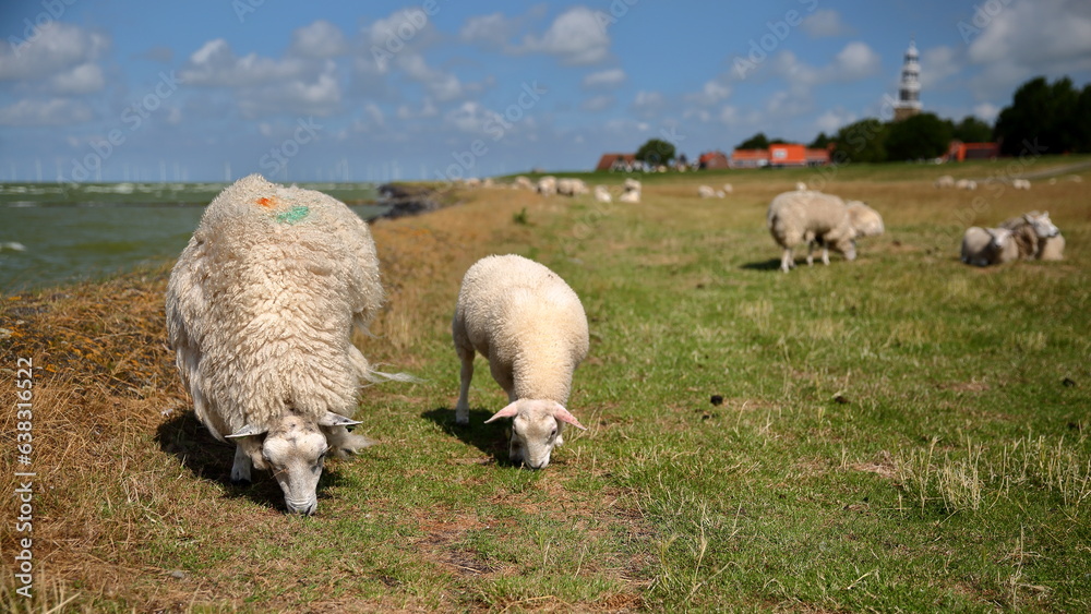 Lambs grazing alongside dike in Hindeloopen, Friesland, Netherlands, with Ijsselmer lake on the left and the clock tower of the church in the background Lambs grazing alongside dike in Hindeloopen, Friesland, Netherlands, with Ijsselmer lake on the left and the clock tower of the church in the background