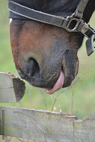 Fototapeta Naklejka Na Ścianę i Meble -  Horse tongue sticking out of mouth