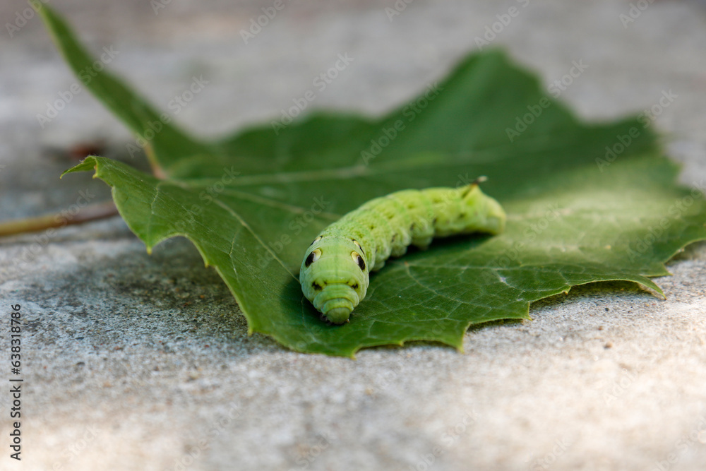 big green caterpillar Deilephila elpenor on a green leaf big green caterpillar Deilephila elpenor on a green leaf