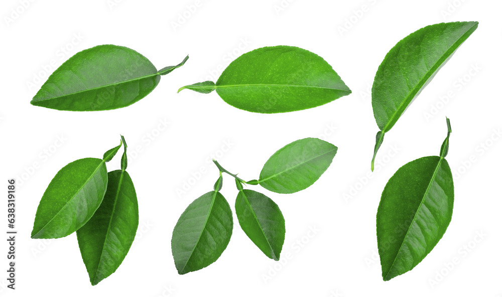 set of lemon green leaf isolated, png