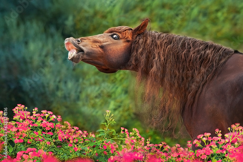 Valokuva Horse smile in roses