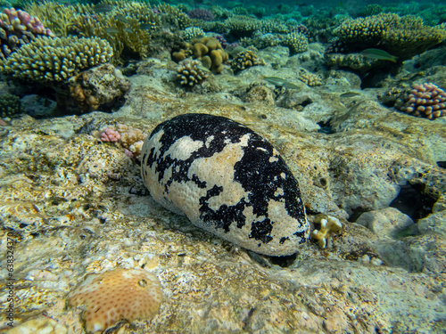 Holothuria nobilis at the bottom of a coral reef in the Red Sea photo