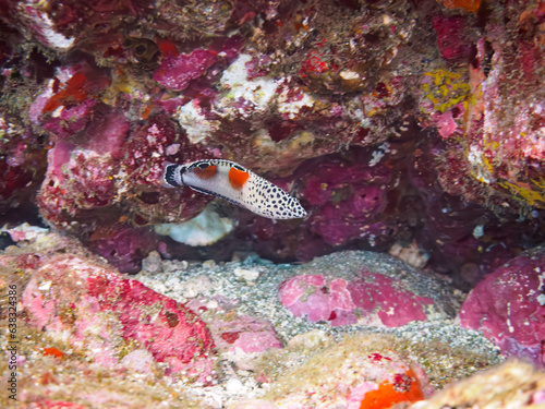 美しいカンムリベラ（ベラ科）の幼魚。日本国静岡県伊豆半島賀茂郡南伊豆町中木から渡し船で渡るヒリゾ浜にて。 2023年8月20日水中撮影。 