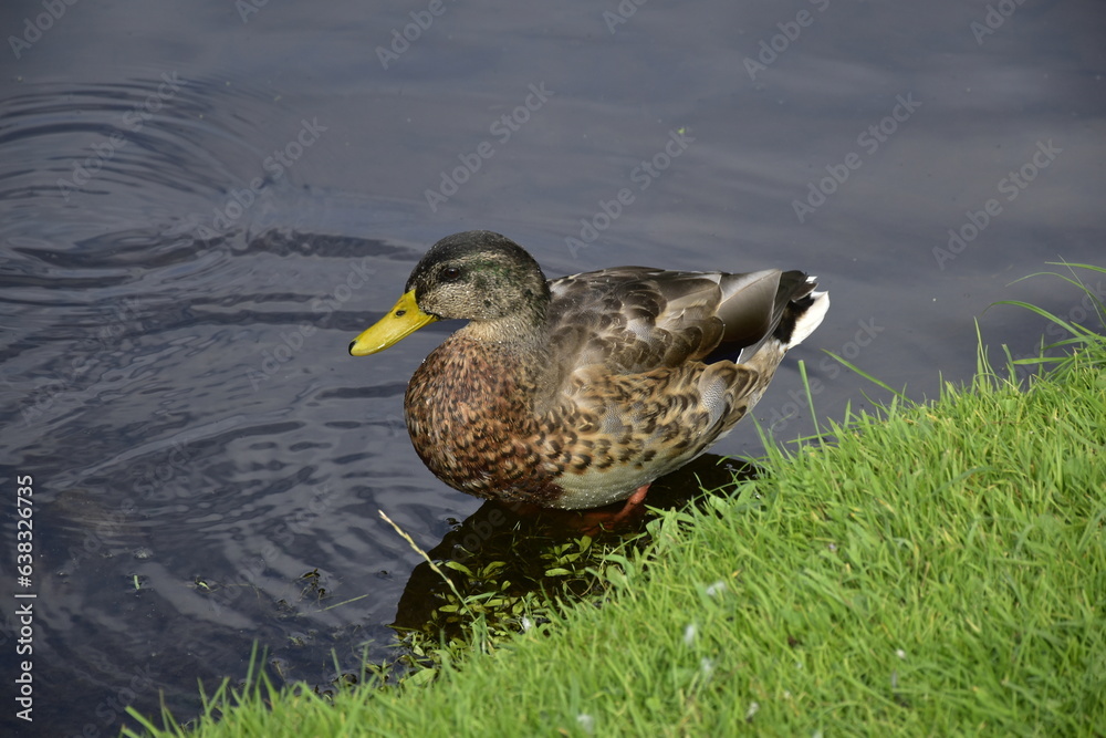 Ente im Park in Celle Ente im Park in Celle