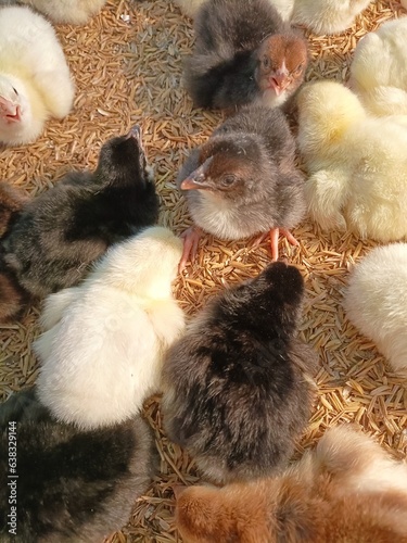 baby colorful chicken in the farm.