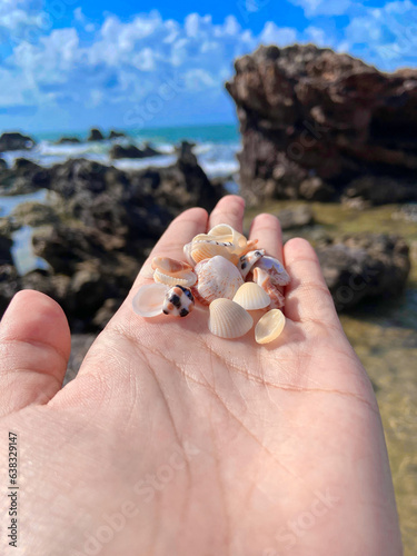 hands holding seashells by the beach.