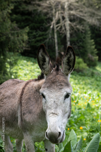 Donkey in the forest