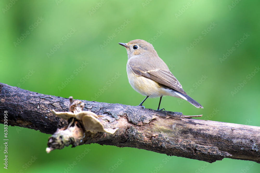 small brown, gray bird perched on a not large branch. small brown, gray bird perched on a not large branch.