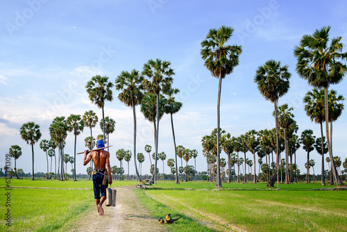 gardener climbing palm tree to store produce