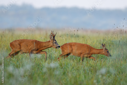 Fototapeta Naklejka Na Ścianę i Meble -  Roe deer buck with big antlers chasing doe on the meadow in rutting season. Courting behavior of wild animals in natural habitat. Concept of love between mammals.