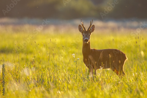 Canvas Print Portrait of roe deer buck facing camera in evening backlight