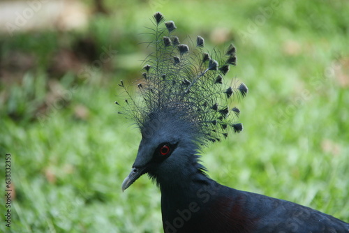 black crowned pigeon