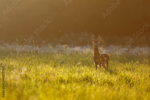 Canvas Print Portrait of roe deer buck facing camera in evening backlight