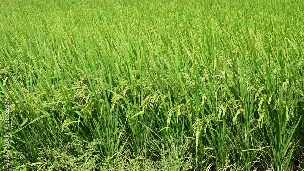 green paddy on field closeup at horizontal composition green paddy on field closeup at horizontal composition