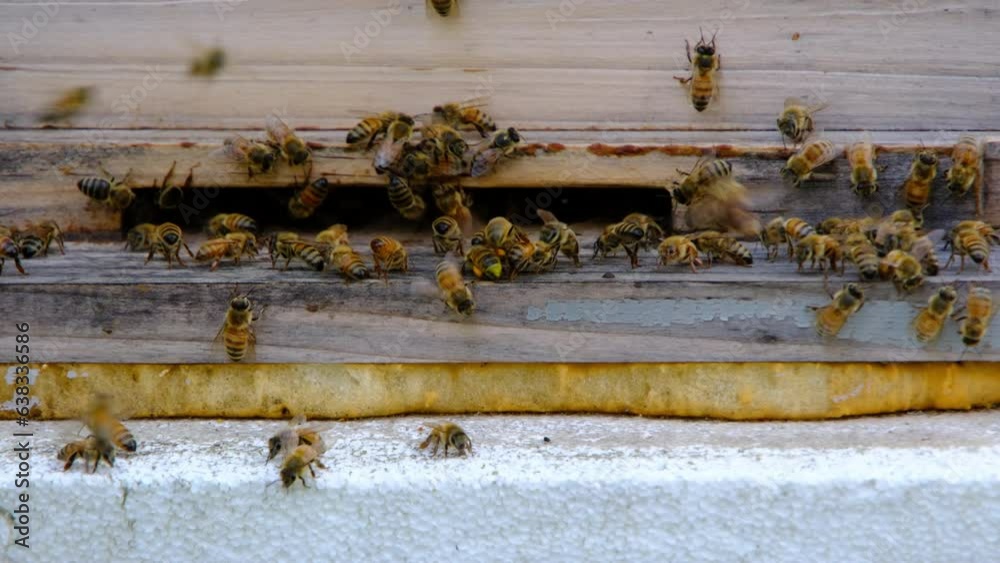 Slow motion and close up of lot of honey bees leaving or entering hive while collecting nectar or pollen. Slow motion and close up of lot of honey bees leaving or entering hive while collecting nectar or pollen.