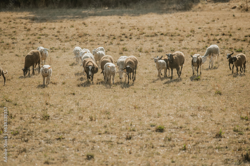 Mouton dans un prés au coucher du soleil Mouton dans un prés au coucher du soleil