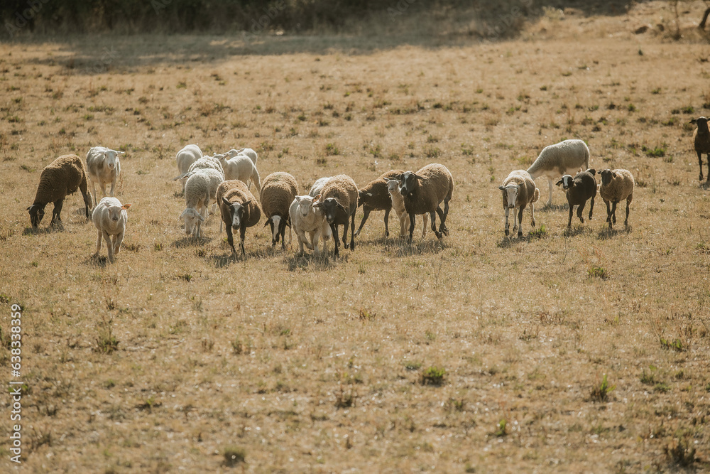 Mouton dans un prés au coucher du soleil