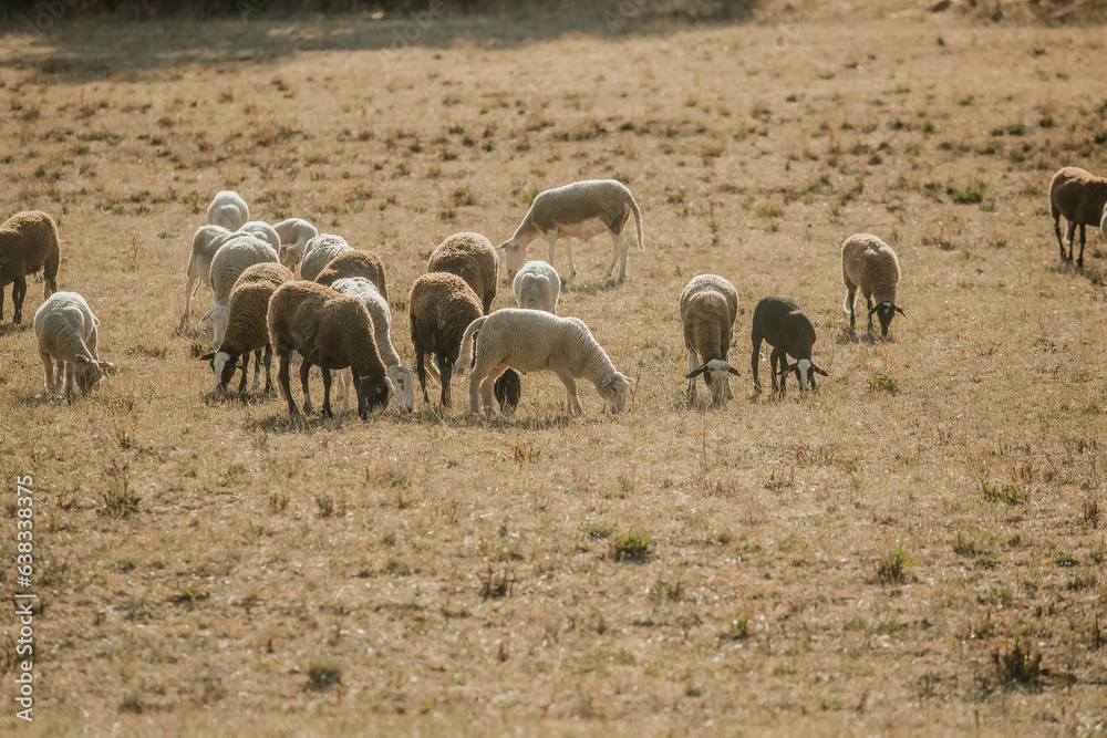 Obraz premium Mouton dans un prés au coucher du soleil