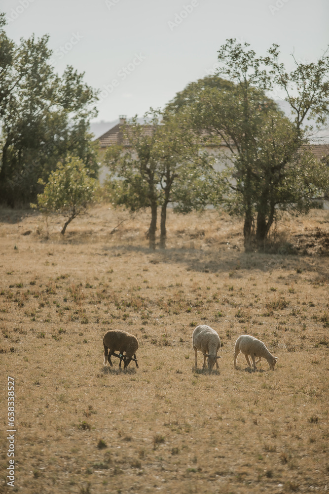Obraz premium Mouton dans un prés au coucher du soleil