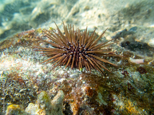 Echinometra mathaei at the bottom of a coral reef in the Red Sea