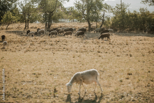 Mouton dans un pr  s au coucher du soleil