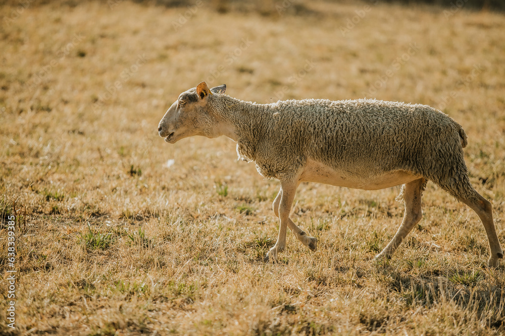 Fototapeta premium Mouton dans un prés au coucher du soleil