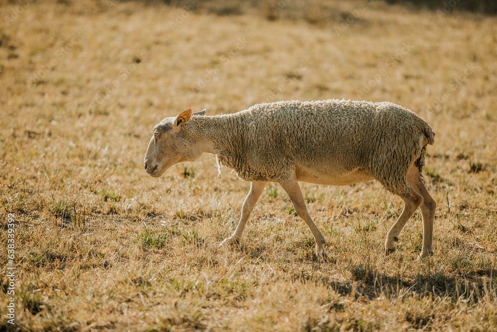 Fototapeta premium Mouton dans un prés au coucher du soleil