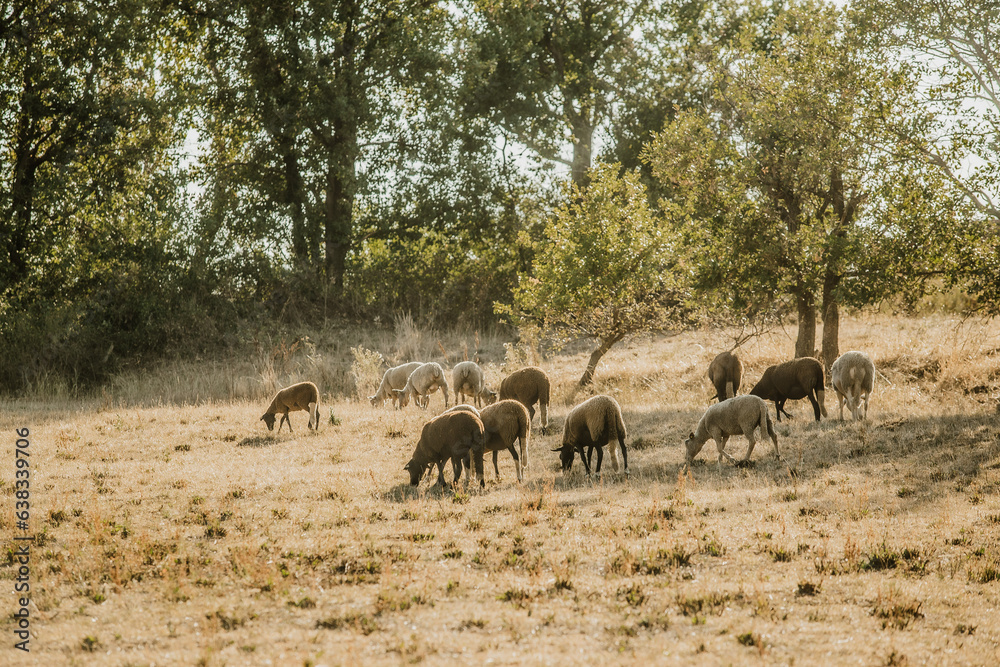 Mouton dans un prés au coucher du soleil