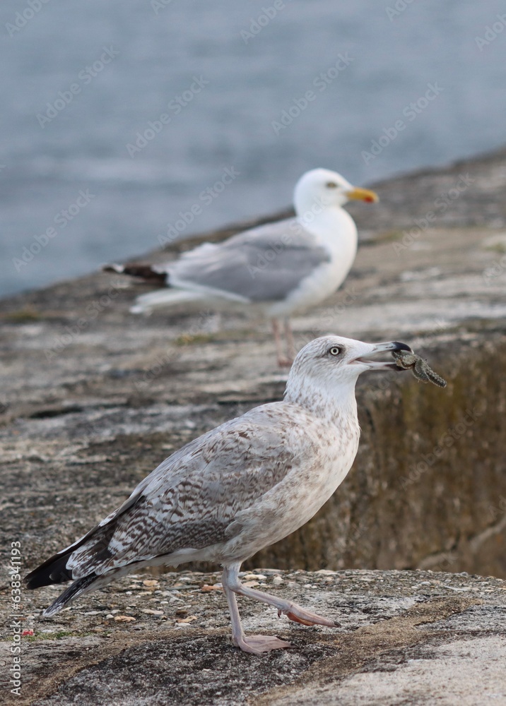 seagulls on the pier with sea star in the beak seagulls on the pier with sea star in the beak