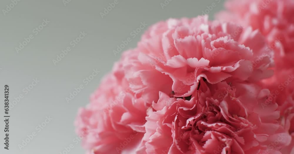 Video of close up of bunch of pink flowers with copy space on grey background Video of close up of bunch of pink flowers with copy space on grey background