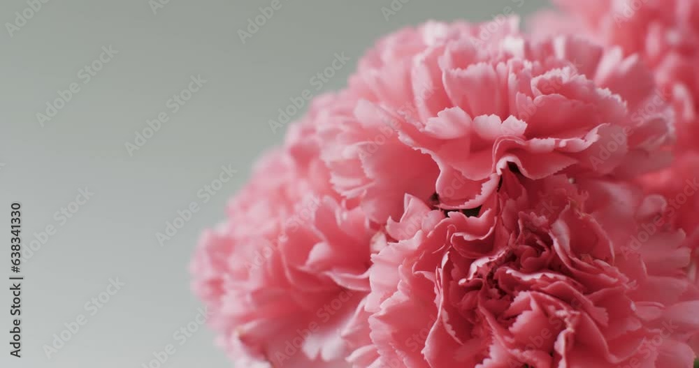Video of close up of bunch of pink flowers with copy space on grey background Video of close up of bunch of pink flowers with copy space on grey background
