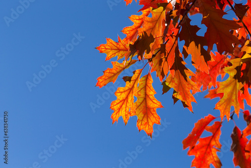 Autumn leaves on sunny day