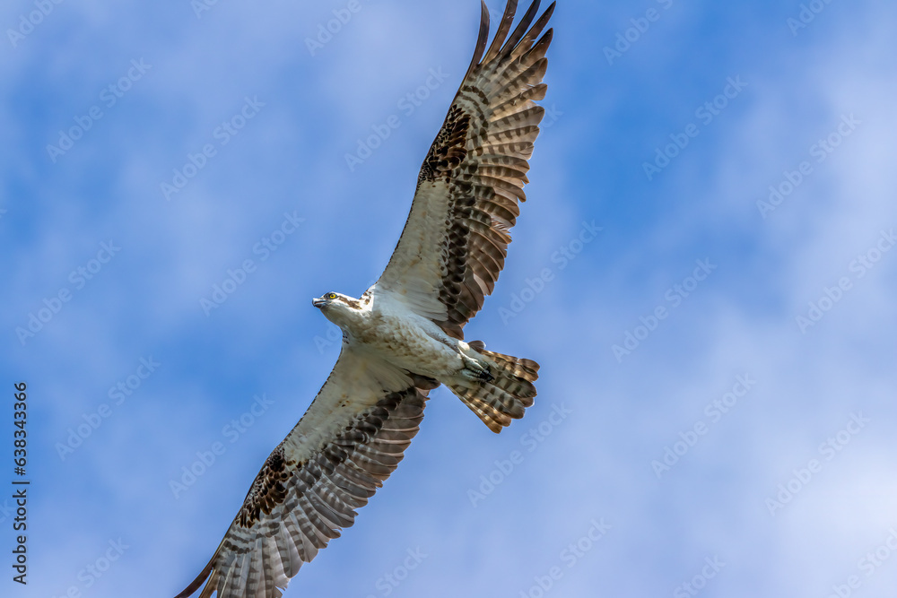 Fototapeta premium osprey in flight