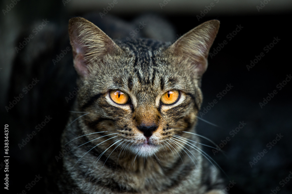 Obraz premium Cat's dark camouflage While seeing the victim,Cat in the dark night