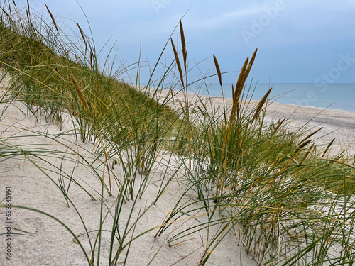 Stunning view of sandy dunes with beach grass Ammophila breviligulata and North Sea coast beach landscape on island Sylt in Germany
