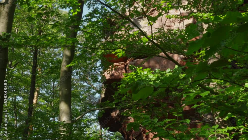 Close up of leaves and tree branches in a European forest with a rock face background. Close up of leaves and tree branches in a European forest with a rock face background.