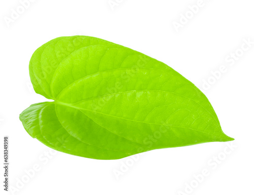 betel leaves transparent png