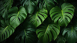 Monstera leaf plant leaf background