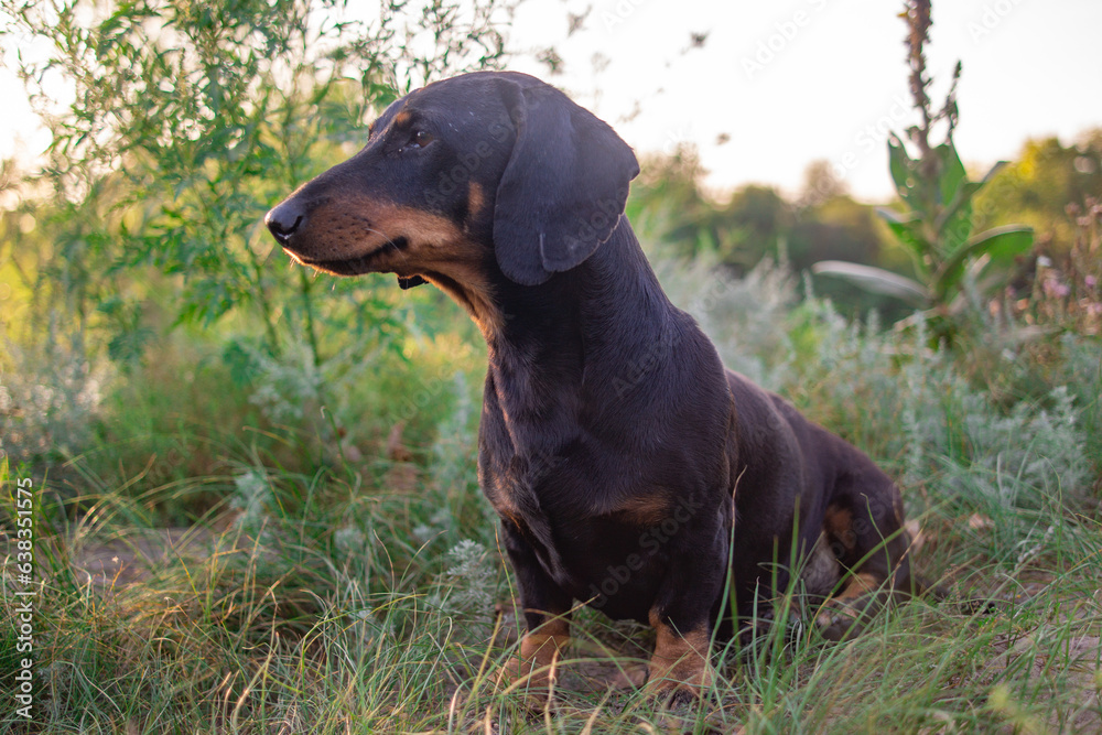 black dachshund. eyes and muzzle of a dachshund. a small dog. hunting dog. low and long dog. muzzle and mustache. black dachshund. eyes and muzzle of a dachshund. a small dog. hunting dog. low and long dog. muzzle and mustache.