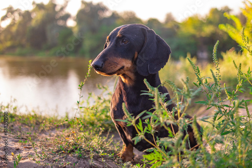 black dachshund. eyes and muzzle of a dachshund. a small dog. hunting dog. low and long dog. muzzle and mustache.