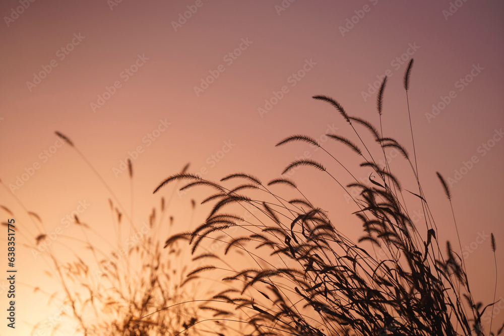 foxtail at dusk in autumn. warm color. foxtail at dusk in autumn. warm color.