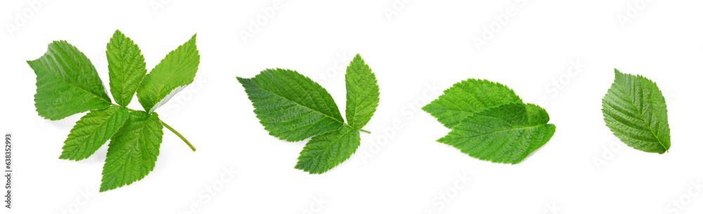 Set with green raspberry leaves isolated on white Set with green raspberry leaves isolated on white