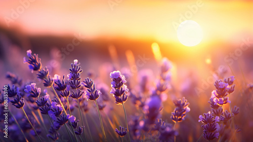 Beautiful lavender meadow at sunset 