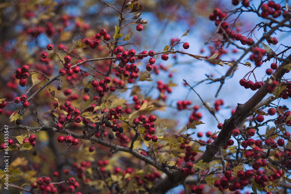 The hawthorn berries of late autumn. Romantic autumn still life with hawthorn. Wrinkled berries of hawthorn on a bush on late Fall. Red rosehip berries on the branches. Red berries. Medicinal plants. The hawthorn berries of late autumn. Romantic autumn still life with hawthorn. Wrinkled berries of hawthorn on a bush on late Fall. Red rosehip berries on the branches. Red berries. Medicinal plants.