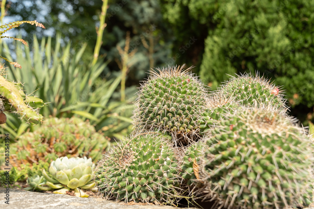 Fototapeta premium Different desert plants in a park in Mainau in Germany