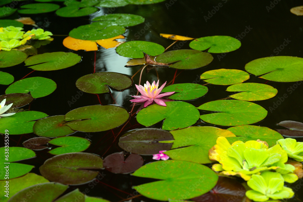 Water Pink Lily Flowers and Leaves on the Pond Water Pink Lily Flowers and Leaves on the Pond