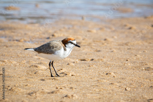 Red Capped Plover, small alert bird feeding on the tidal flats, isolated by shallow depth of field.