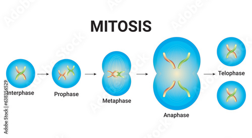 Animal cell Mitosis illustration with chromosomes Vector Design